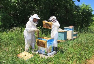 Twelve Things Every Novice Beekeeper Should Know